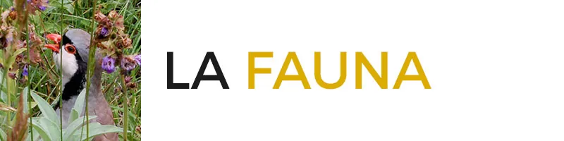 La fauna