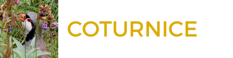 Coturnice