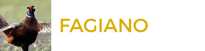Fagiano