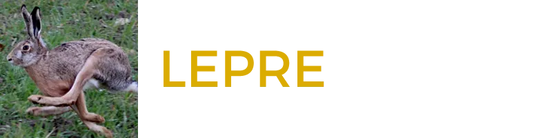 Lepre