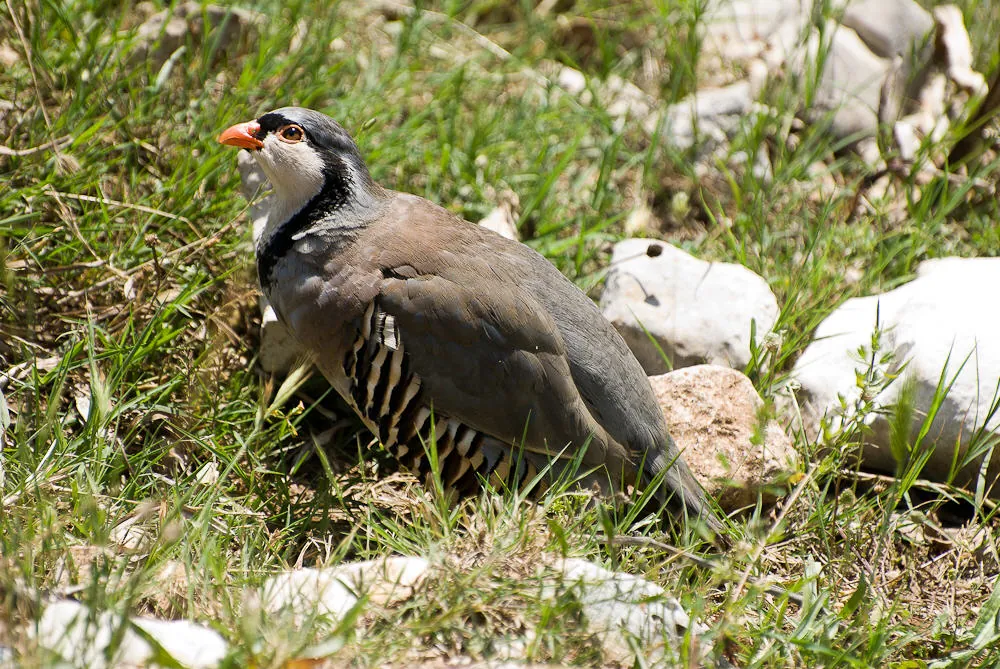 Lancio Coturnice 2008-2011